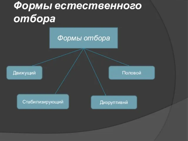 Формы естественного отбора Формы отбора Движущий Стабилизирующий Дизруптивнй Половой