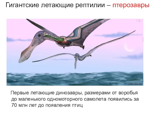 Гигантские летающие рептилии – птерозавры Первые летающие динозавры, размерами от воробья до