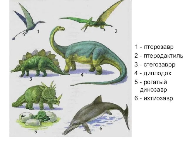 1 - птерозавр 2 - птеродактиль 3 - стегозаврр 4 - диплодок