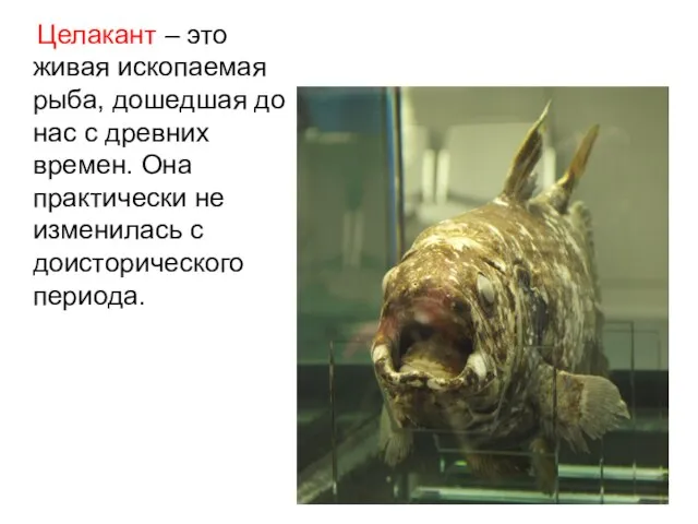 Целакант – это живая ископаемая рыба, дошедшая до нас с древних времен.