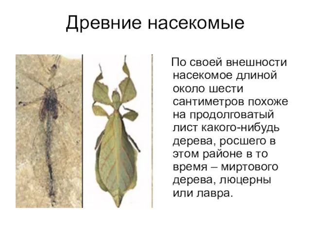 Древние насекомые По своей внешности насекомое длиной около шести сантиметров похоже на
