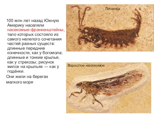 100 млн лет назад Южную Америку населяли насекомые-франкенштейны, тело которых состояло из