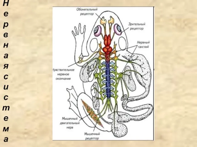 Нервная система