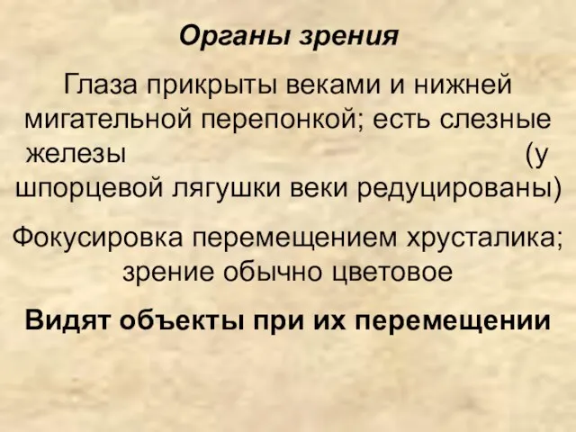 Органы зрения Глаза прикрыты веками и нижней мигательной перепонкой; есть слезные железы