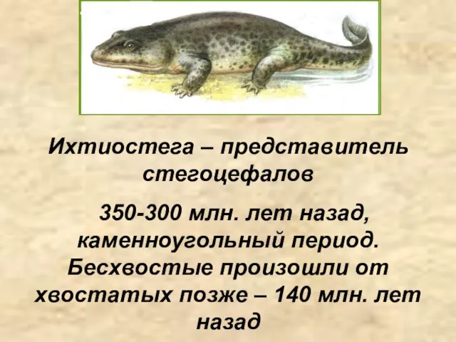 Ихтиостега – представитель стегоцефалов 350-300 млн. лет назад, каменноугольный период. Бесхвостые произошли