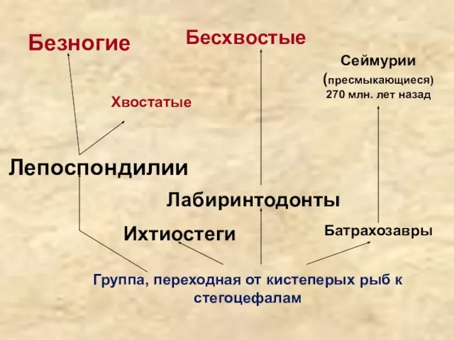 Группа, переходная от кистеперых рыб к стегоцефалам Батрахозавры Ихтиостеги Лабиринтодонты Лепоспондилии Сеймурии