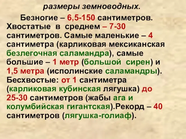 размеры земноводных. Безногие – 6,5-150 сантиметров. Хвостатые в среднем – 7-30 сантиметров.