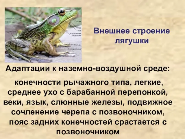 Внешнее строение лягушки Адаптации к наземно-воздушной среде: конечности рычажного типа, легкие, среднее