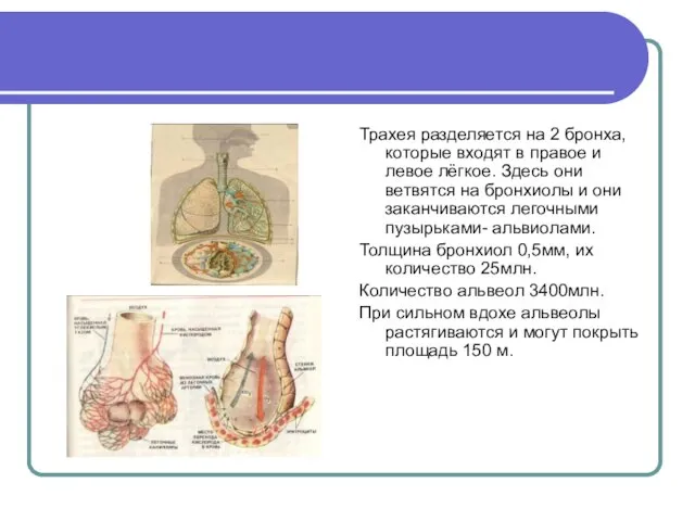 Трахея разделяется на 2 бронха,которые входят в правое и левое лёгкое. Здесь