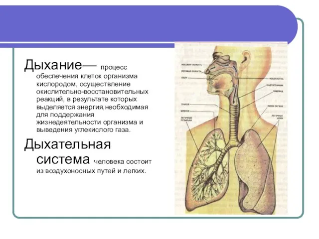 Дыхание— процесс обеспечения клеток организма кислородом, осуществление окислительно-восстановительных реакций, в результате которых