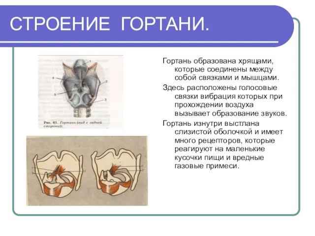 СТРОЕНИЕ ГОРТАНИ. Гортань образована хрящами, которые соединены между собой связками и мышцами.