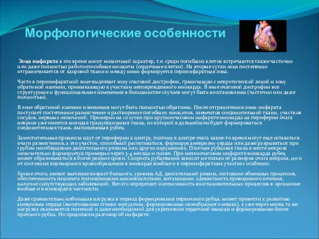 Морфологические особенности Зона инфаркта в это время носит мозаичный характер, т.е. среди