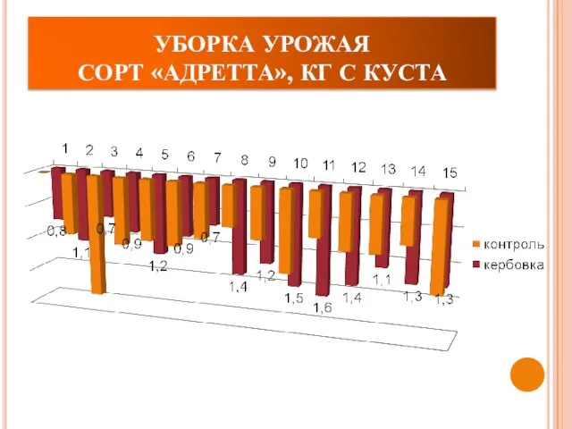 УБОРКА УРОЖАЯ СОРТ «АДРЕТТА», КГ С КУСТА