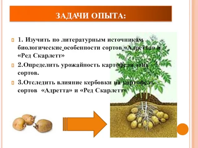 ЗАДАЧИ ОПЫТА: 1. Изучить по литературным источникам биологические особенности сортов «Адретта» и