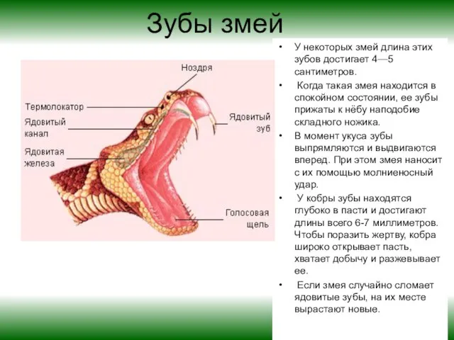 Зубы змей У некоторых змей длина этих зубов достигает 4—5 сантиметров. Когда