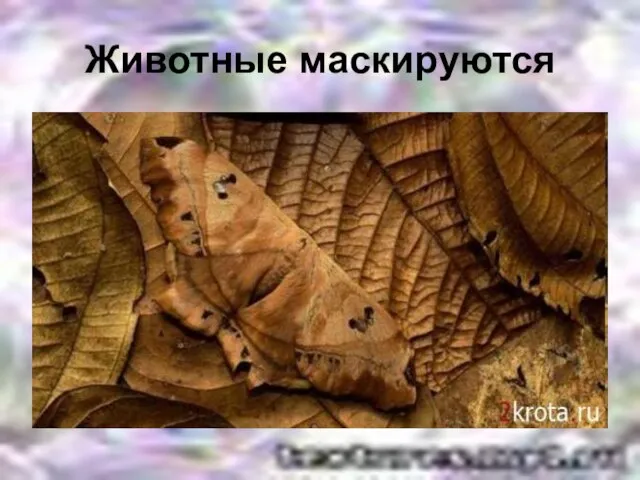 Животные маскируются