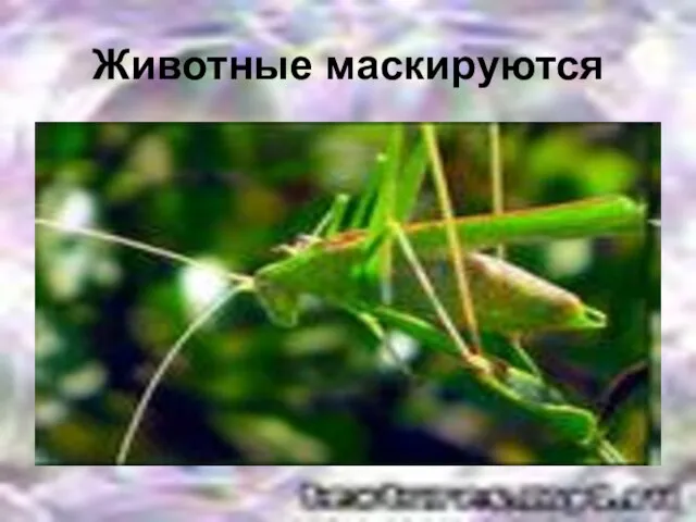 Животные маскируются