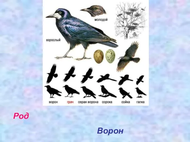 Род Ворон