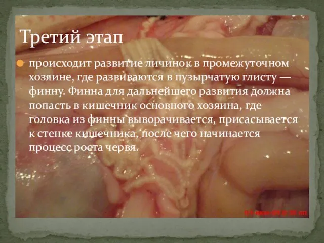 происходит развитие личинок в промежуточном хозяине, где развиваются в пузырчатую глисту —