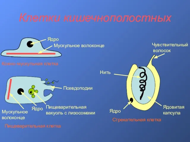 Клетки кишечнополостных Ядро Мускульное волоконце Кожно-мускульная клетка Мускульное волоконце Ядро Пищеварительная вакуоль