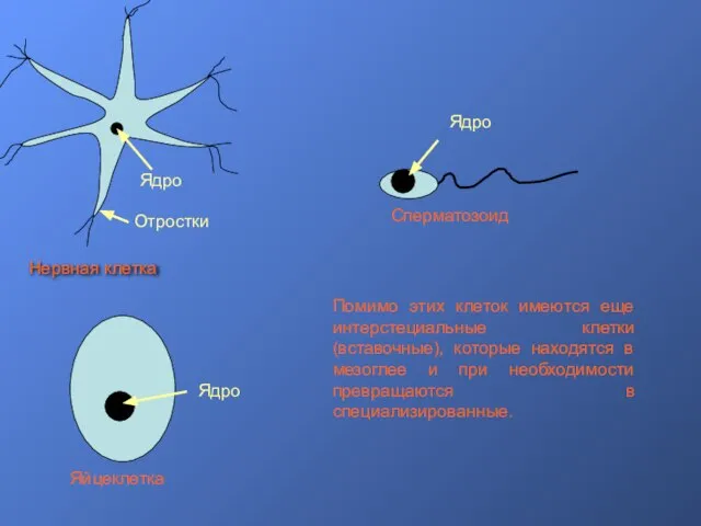 Ядро Отростки Нервная клетка Ядро Яйцеклетка Ядро Сперматозоид Помимо этих клеток имеются