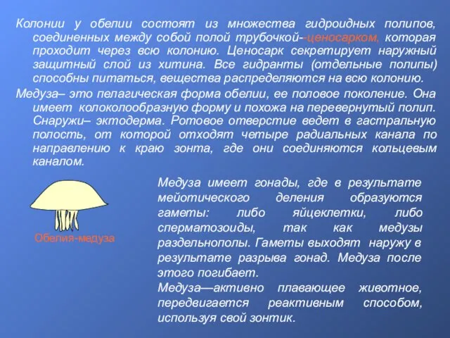 Колонии у обелии состоят из множества гидроидных полипов, соединенных между собой полой