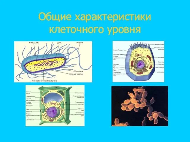 Общие характеристики клеточного уровня