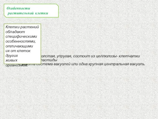 Особенности растительной клетки Клетки растений обладают специфическими особенностями, отличающими их от клеток других живых организмов.