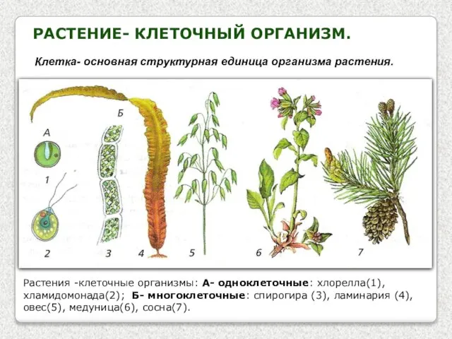 Растение- клеточный организм. Клетка- основная структурная единица организма растения. Растения -клеточные организмы: