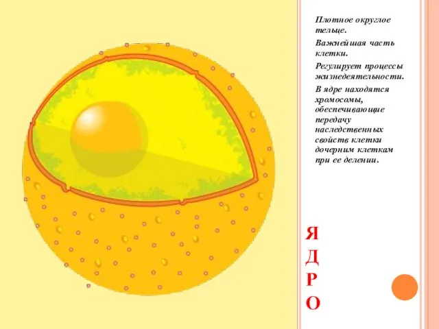 ЯДР О Плотное округлое тельце. Важнейшая часть клетки. Регулирует процессы жизнедеятельности. В