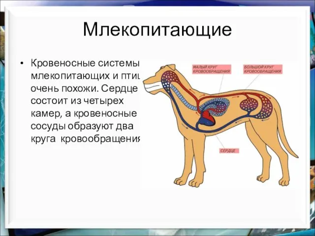 Млекопитающие Кровеносные системы млекопитающих и птиц очень похожи. Сердце состоит из четырех