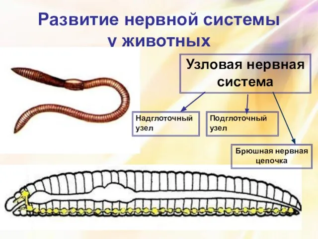 Развитие нервной системы у животных Узловая нервная система Надглоточный узел Подглоточный узел Брюшная нервная цепочка