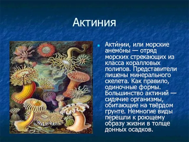 Актиния Акти́нии, или морские анемо́ны — отряд морских стрекающих из класса коралловых