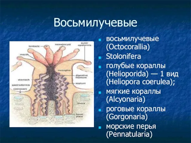 Восьмилучевые восьмилучевые (Octocorallia) Stolonifera голубые кораллы (Helioporida) — 1 вид (Heliopora coerulea);