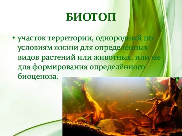 Биотоп участок территории, однородный по условиям жизни для определённых видов растений или