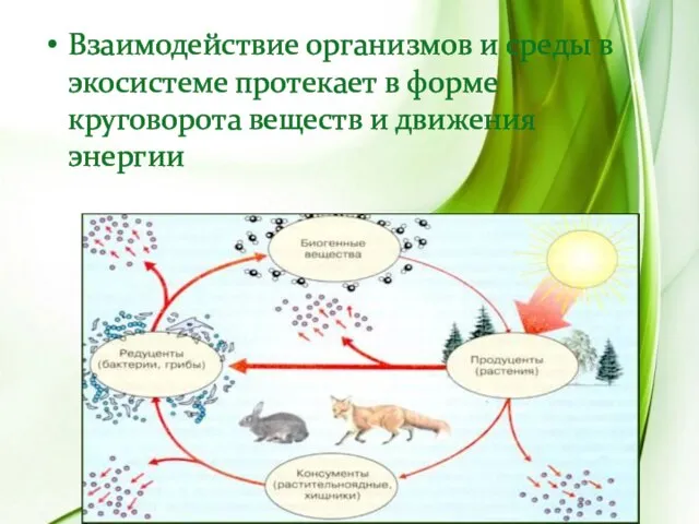 Взаимодействие организмов и среды в экосистеме протекает в форме круговорота веществ и движения энергии