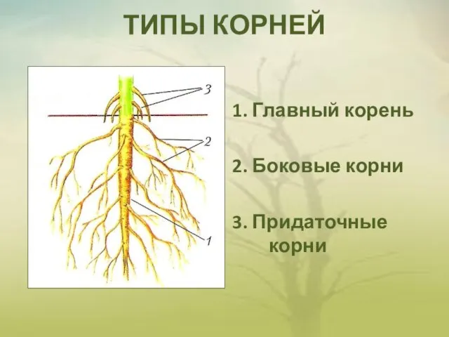 ТИПЫ КОРНЕЙ 1. Главный корень 2. Боковые корни 3. Придаточные корни