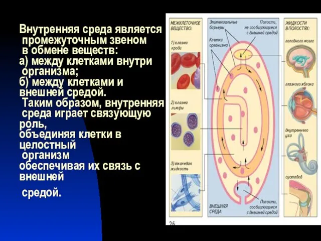 Внутренняя среда является промежуточным звеном в обмене веществ: а) между клетками внутри