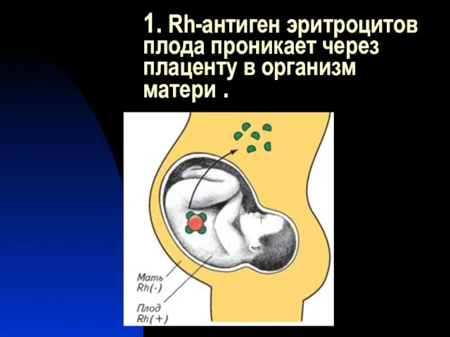 1. Rh-антиген эритроцитов плода проникает через плаценту в организм матери .