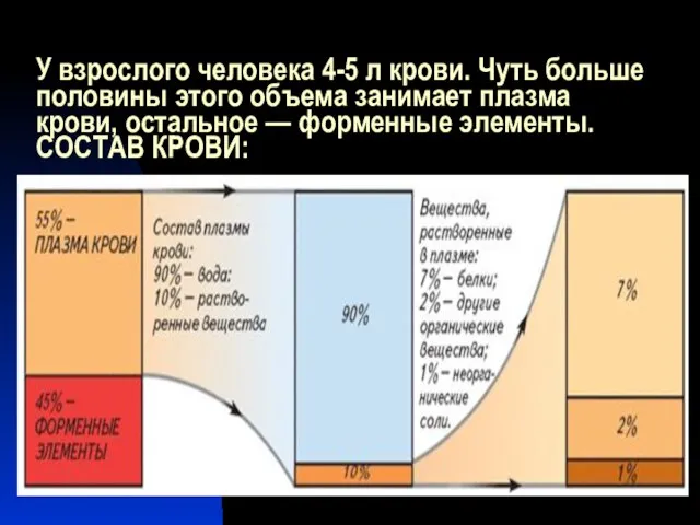 У взрослого человека 4-5 л крови. Чуть больше половины этого объема занимает