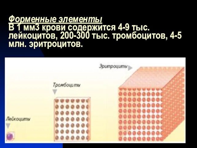 Форменные элементы В 1 мм3 крови содержится 4-9 тыс. лейкоцитов, 200-300 тыс. тромбоцитов, 4-5 млн. эритроцитов.