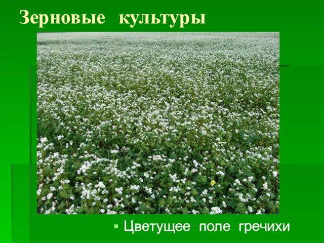 Зерновые культуры Цветущее поле гречихи