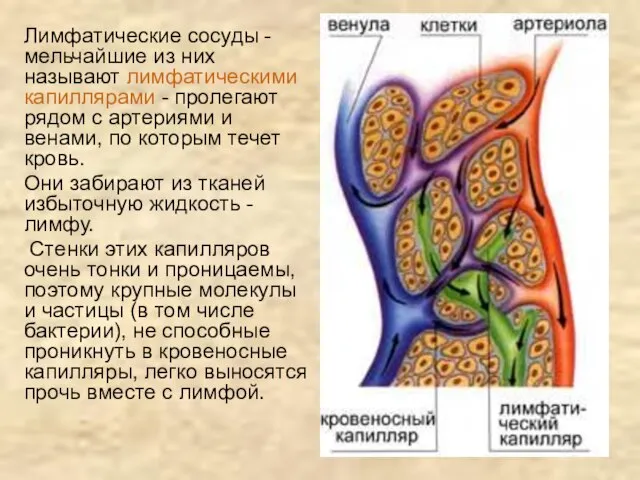 Лимфатические сосуды - мельчайшие из них называют лимфатическими капиллярами - пролегают рядом