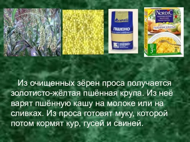 Из очищенных зёрен проса получается золотисто-жёлтая пшённая крупа. Из неё варят пшённую