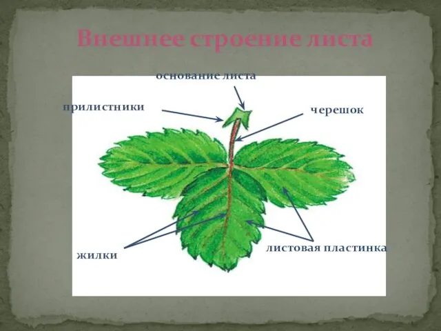 Внешнее строение листа черешок листовая пластинка основание листа прилистники жилки