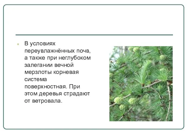 В условиях переувлажнённых почв, а также при неглубоком залегании вечной мерзлоты корневая