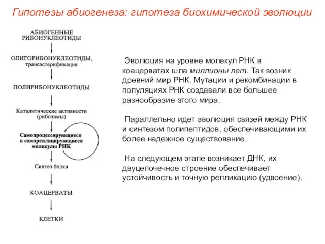 Эволюция на уровне молекул РНК в коацерватах шла миллионы лет. Так возник