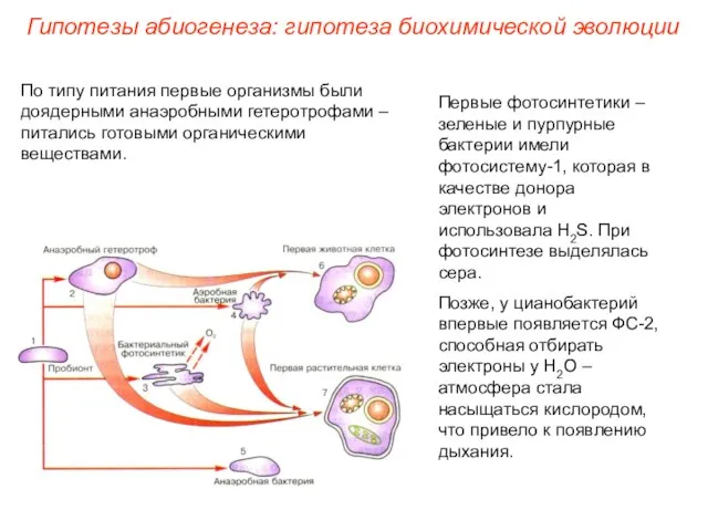 Первые фотосинтетики – зеленые и пурпурные бактерии имели фотосистему-1, которая в качестве