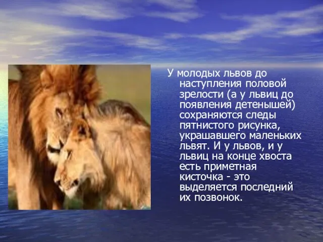 У молодых львов до наступления половой зрелости (а у львиц до появления