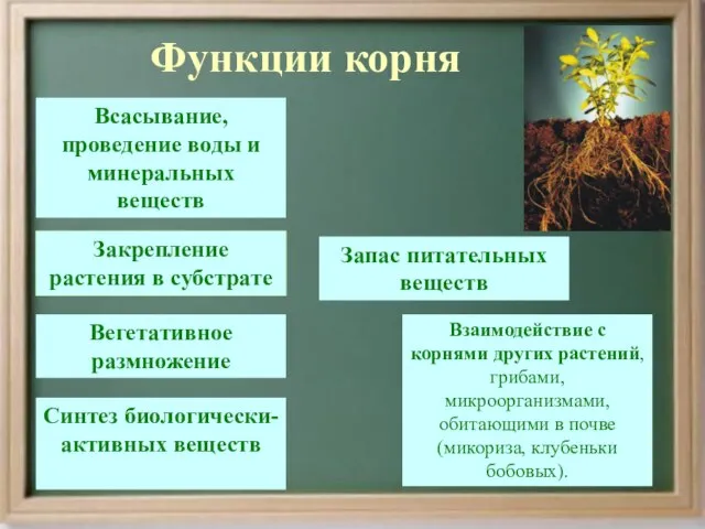 Функции корня Всасывание, проведение воды и минеральных веществ Запас питательных веществ Вегетативное